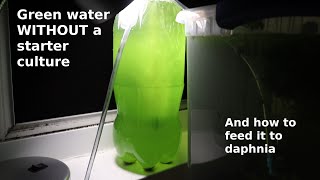 Green Water WITHOUT a Starter Culture  From Scratch  How To [upl. by Akciret]