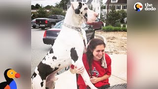 Great Dane Dog Pouts Until Mom Gives Him A Morning Hug  KERNEL  The Dodo [upl. by Chiang750]