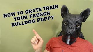 How To Crate Train Your French Bulldog Puppy [upl. by Nerfe919]