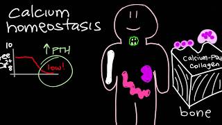 Calcium Homeostasis and Parathyroid Hormone  PTH [upl. by Styles]