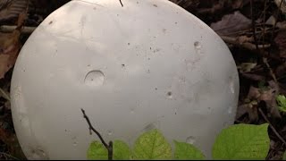 How to Identify and Eat White Puffball Mushrooms [upl. by Evod]