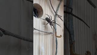 Southern House Spider  The Perfect Pet Arachnid [upl. by Ahsian]