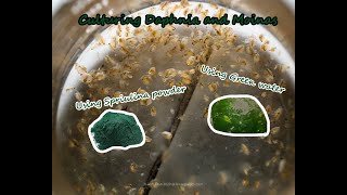 How To Culture Daphnia and Moinas using Green Water Spirulina powder [upl. by Nirihs]