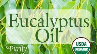 Eucalyptus Essential Oil  All You Ever Need To Know [upl. by Eldwun384]