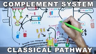 Complement System  Classical Pathway [upl. by Blader]