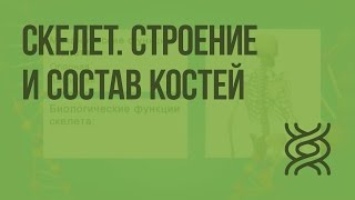 Скелет Строение и состав костей Видеоурок по биологии 8 класс [upl. by Zeculon]