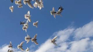 Flying tumblingrolling pigeons in slow motion bronx [upl. by Suelo]