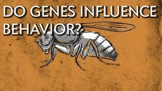 How Do Genes Influence Behavior  Instant Egghead 18 [upl. by Anivram]