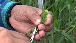 Hybridization Crossing technique Emasculation amp Pollination in wheat Triticum aestivum [upl. by Yarw623]