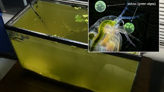 Raising Daphnia for the Freshwater Aquarium [upl. by Carla]