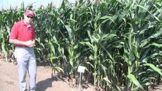 How narrow should corn rows go [upl. by Hulburt787]