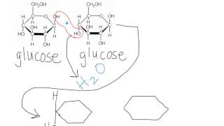 Maltose Dehydration Synthesis [upl. by Macegan806]