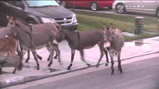 Wild Donkeys Invade Neighborhood  Moreno Valley RAW FOOTAGE [upl. by Henrieta969]