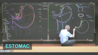 Anatomie de lestomac Abdomen 1 [upl. by Artus]