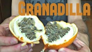 Granadilla Review  Weird Fruit Explorer Ep 34 [upl. by Ripp]