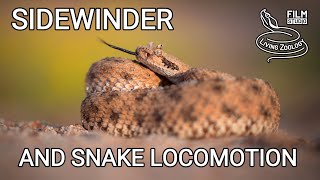 Venomous Sidewinder rattlesnake sidewinding and other types of snake movement snakes of the world [upl. by Letrice976]