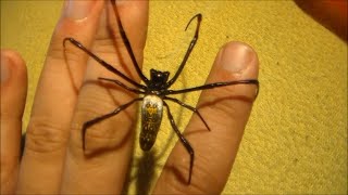 Nephila Golden Orb Weaver Handling Nephila inaurata [upl. by Aiekram55]