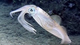 Squid Strong swimmer of the ocean [upl. by Thurman]