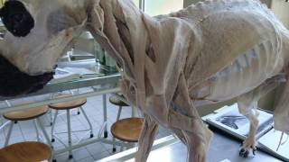 Schultergürtelmuskulatur Hund am Plastinat [upl. by Alba]