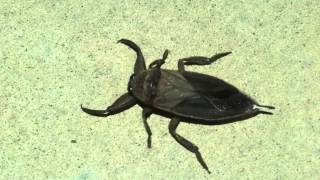 Huge Flying Scorpion Roach Lethocerus americanus is a Giant Water Bug  1080HD [upl. by Jenkins270]