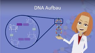 DNA Aufbau leicht erklärt [upl. by Cy188]