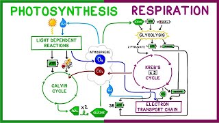 Photosynthesis vs Cellular Respiration Comparison [upl. by Oneg]