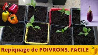 Comment REPIQUER des POIVRONS [upl. by Genna]