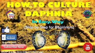 HOW TO CULTURE DAPHNIA In Easy Way [upl. by Nrol]