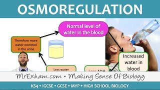 Excretion  ADH and Homeostasis  GCSE Biology 91 [upl. by Imotih]