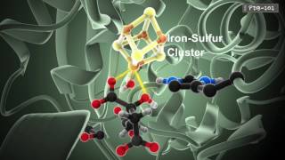 How Enzymes Work from PDB101 [upl. by Okoyik760]