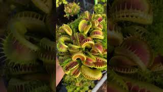 Dionaea muscipula GJ Bloody Nurse [upl. by Jocelyn]