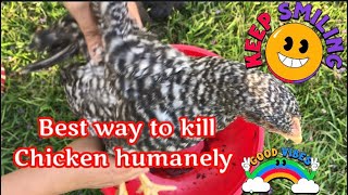 Best way how to kill Chicken humanely [upl. by Suhpoelc]