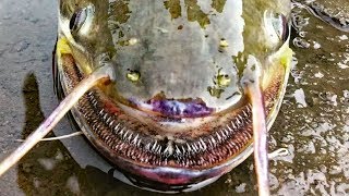 10 Crazy Catfish You Cant Unsee [upl. by Kunz]