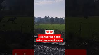 Is janwar ka naam Bata comment mein [upl. by Hamirak171]