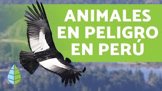 8 animales en PELIGRO DE EXTINCIÓN en PERÚ  Nombres y Datos 2019 [upl. by Bang30]