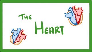 GCSE Biology  The Heart 23 [upl. by Kira980]