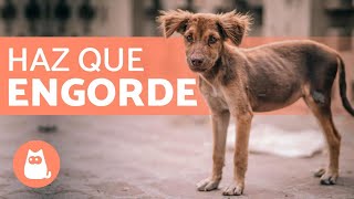 ¿Cómo ENGORDAR un Perro ⬆️ 5 PASOS Efectivos [upl. by Anived]