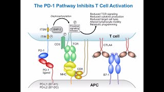 Targeting Cancer Pathways Understanding Immune Checkpoints [upl. by Kalvin]